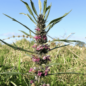 Purple flowers blooming on a tall green plant in a sunny field.